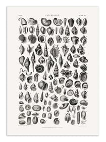 Affiche 50 x 70 cm -  Sealife III - Oliver Goldsmith