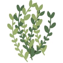6 feuilles de papier sauge alpine