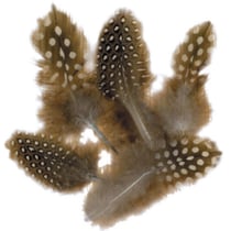 Graine Créative - Plumes pintades naturelles 8cm