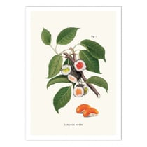 Affiche 30x40 cm - Sushi Plant - Jonas Loose