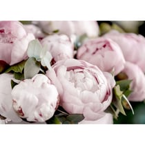 Tableau sur toile pivoine 65x97 cm