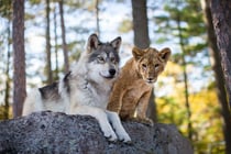 Puzzle loup et le lion - 500 pieces - collection animaux sauvages - nathan - 873159