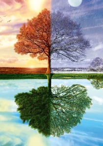 Puzzle 500 pièces - Arbre des 4 Saisons - Schmidt Spiele