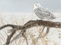 Puzzle 500 pièces - Pièces XXL - Fallen Willow Snowy Owl - Cobble Hill