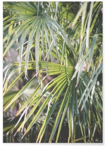 Poster Palm Tree Leaf 2 | A3 : 29,7x42cm
