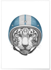 Poster Tigre blanc | A3 : 29,7x42cm