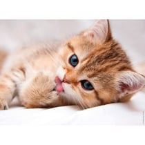 Puzzle la toilette du chat 500 pièces - collection tendresse - nathan - 872411