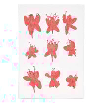 Azalées rouges séchées et pressées