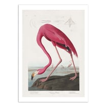 Affiche 30x40 cm - Pink Flamingo From Birds of America 1827 - Pictufy