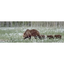 Tableau sur toile balade d'ours 30x97 cm