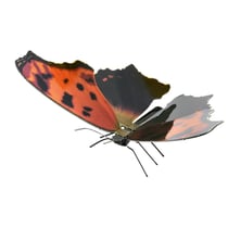 MetalEarth Papillon: EASTERN COMMA 10.2x5.7x3.2cm, maquette 3D en métal avec 1 feuille multicolore, sur carte 12x17cm, 14+