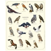 Longue vue editions - Rapaces - Affiche 24 x 30 cm