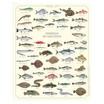 Longue vue editions - Poissons de nos côtes - Affiche 24 x 30 cm