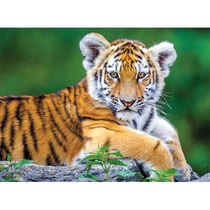 Puzzle bébé tigre du bengale couche 150 pièces - collection animaux sauvages - nathan - 86154