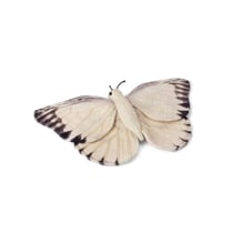 Pecluche Papillon blanc 20cm