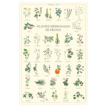 Longue vue editions - Plantes médicinales de France - Affiche 40 x 60 cm