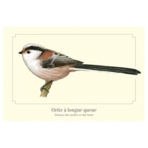 Longue vue editions - Orite à longue queue - Carte postale pédagogique