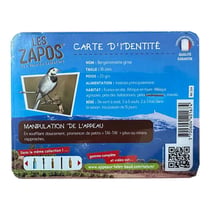 Appeau Bergeronnette grise