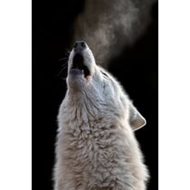 Tableau sur toile cri de loup 45x65 cm