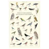 Longue vue editions - Oiseaux des jardins, des haies et des forêts - Affiche 40 x 60 cm