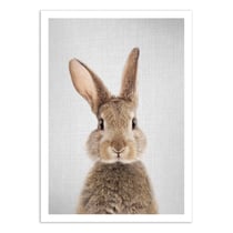 Affiche 30x40 cm - Rabbit colorful - Gal Design