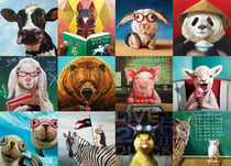 Puzzle 1000 pièces - Funny Animals - Eurographics