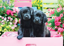 Puzzle 500 pièces - Pièces XXL - Labradors Noirs dans une Boîte Rose - Eurographics