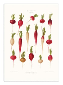 Affiche 30 x 40 cm - Radishes (1876) By Ernst Benary
