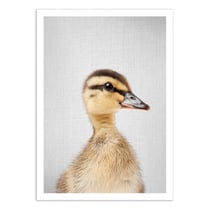 Affiche 50x70 cm - Duckling - Gal Design