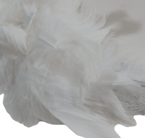 1 Boa Plumes Blanches 1.5m