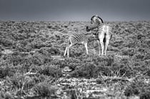 Tirage photo 40 × 60 cm – Papier – Mother – par Marion Staderoli