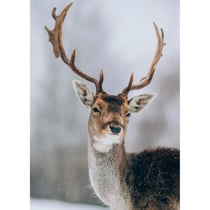 Tableau sur toile cerf sous la neige 30x45 cm