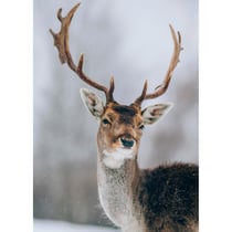Tableau sur toile cerf sous la neige 45x65 cm