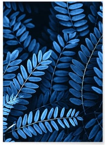 Poster Nature Feuilles d'Acacia | A3 : 29,7x42cm