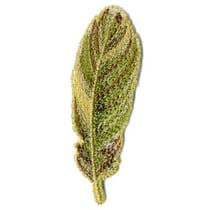 Ecusson thermocollant feuille verte et dorée 7x2cm