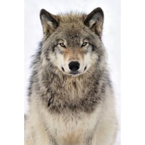 Tableau sur toile regard de loup 45x65 cm