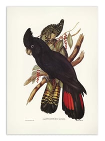 Affiche 30 x 40 cm - Banksian Cockatoo - Elizabeth and John
