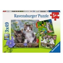 Puzzles 3x49 p - Chatons tigrés