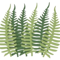 6 feuilles de papier fougères vertes