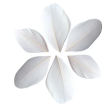 100 plumes coupées - Blanc 6 cm