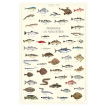 Longue vue editions - Poissons de nos côtes - Affiche 40 x 60 cm
