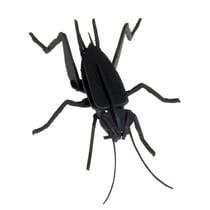 Maquette 3D en papier Cricket - Fridolin
