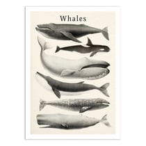 Affiche 30x40 cm - Whales collection - Gal Design
