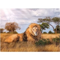 Puzzle le lion dans la savane 1000 pieces - collection animaux sauvages - clementoni - 39479