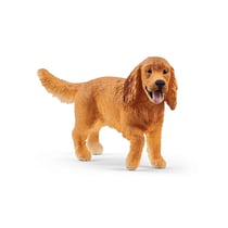 Cocker spaniel anglais