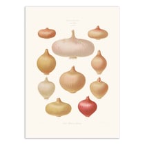 Affiche 50 x 70 cm -  Onions (1876) By Ernst Benary
