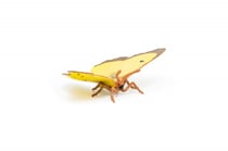 Figurine Papillon souci - Papo