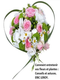 Comment entretenir vos fleurs et plantes : - Conseils et astuces.