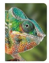 Carnet - 13 x 18 cm - Caméléon - 96 pages lignées et unies