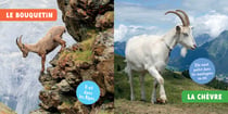 Mon premier doc photo : Les animaux de la montagne